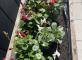 Atelier jardinage  Les Templitudes 